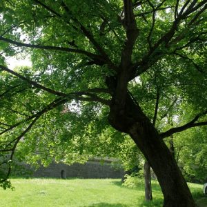 Ogłoszenia Rzeszów - Zabytki Rzeszowa i okolic 7 Ogłoszenia Rzeszów - Aleja Pod kasztanami Fosa Zamku rzeszow